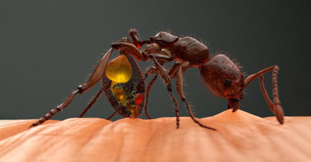 大头蚁vs红火蚁图片
