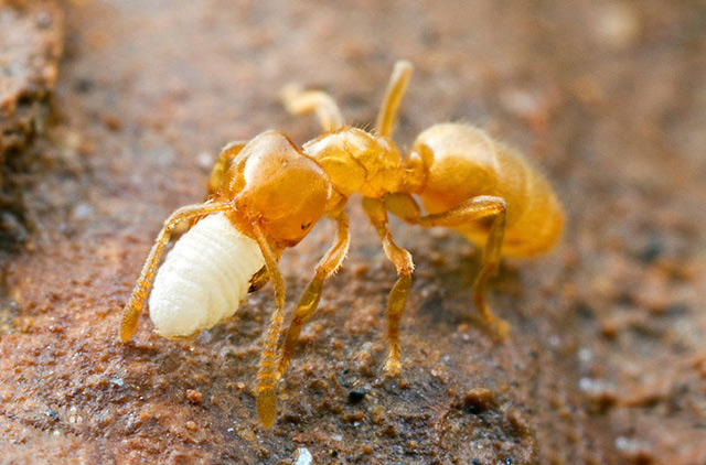 尖尾蚁属