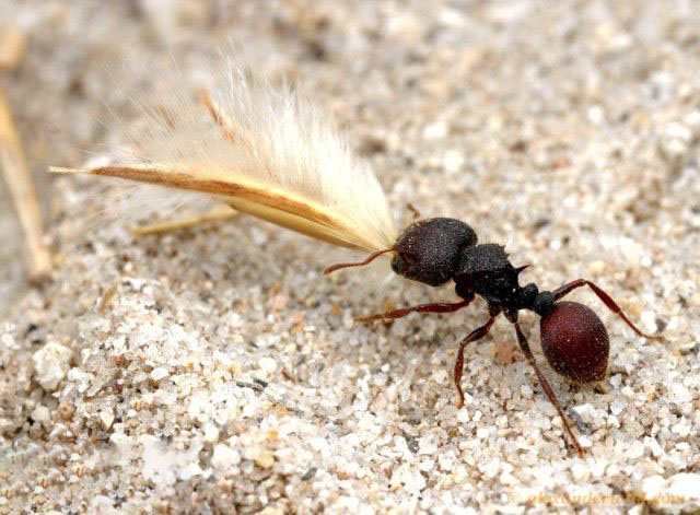 盾胸切叶蚁属