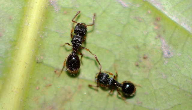 粗纹盲切叶蚁图片