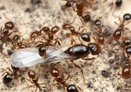 什么是火蚁属，它的危害有多大？ 