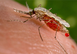蚊虫的生物特性及危害有哪些？ 