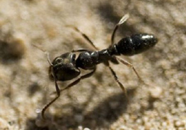 短猛蚁属是全能型猎手吗？ 