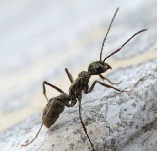 双刺猛蚁属