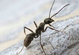 什么是双刺猛蚁属？ 