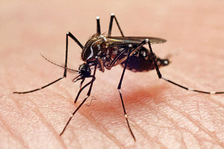 伊蚊可持续控制策略及关键技术 