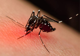 伊蚊分布区变化及控制影响因素 