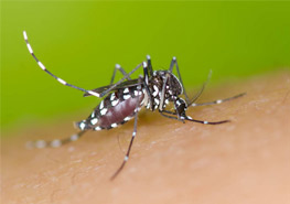 伊蚊的可持续控制策略 