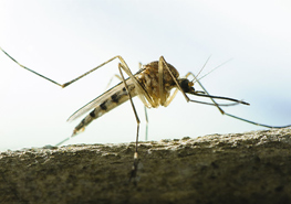 伊蚊可持续控制关键点 